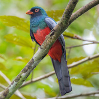 Slaty-tailed Trogon